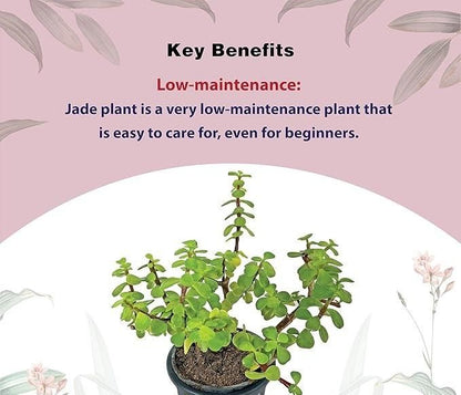 Jade Feng Shui Plant