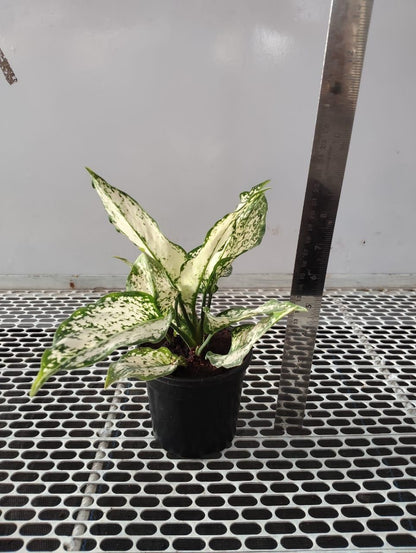 Aglaonema Snow White Plant